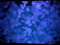 Nemecko 26x185.jpg