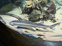 Nemecko 26x190.jpg